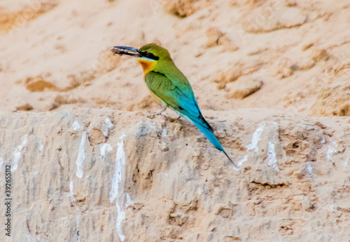 Various views of a Green Bee Eater