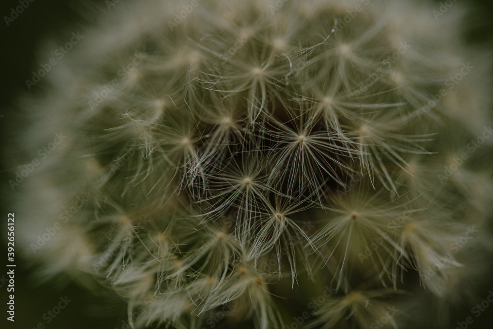 Fototapeta premium dandelion seed head