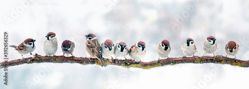panoramic photo with a flock of birds sparrows sitting on a branch on a Chris...
