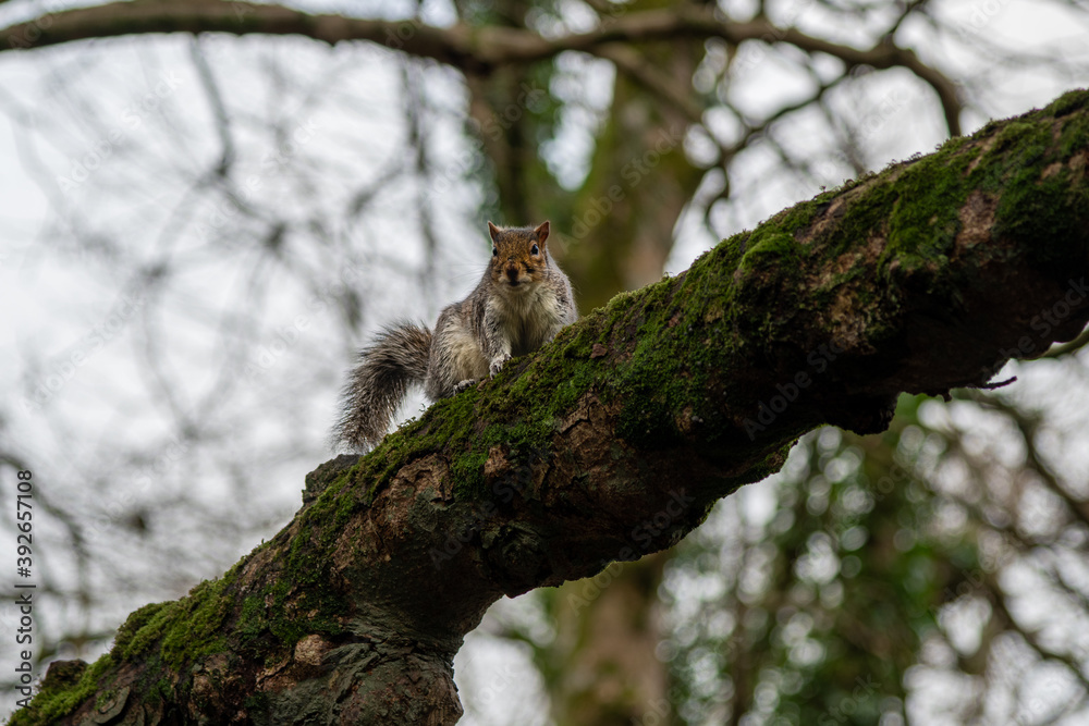 A grey squirrel looking down from its perch on a high branch A grey squirrel looking down from its perch on a high branch