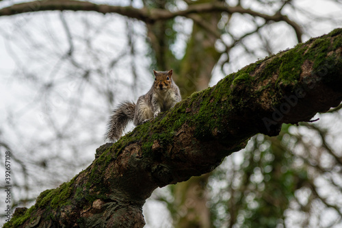 A grey squirrel looking down from its perch on a high branch © Alison