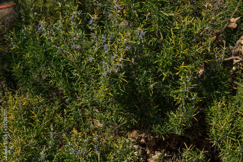 rosemary plant seen from close up