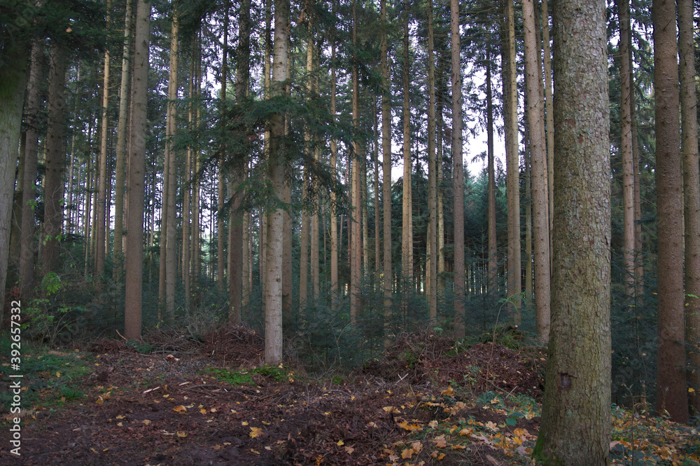 Obraz premium Im Wald!