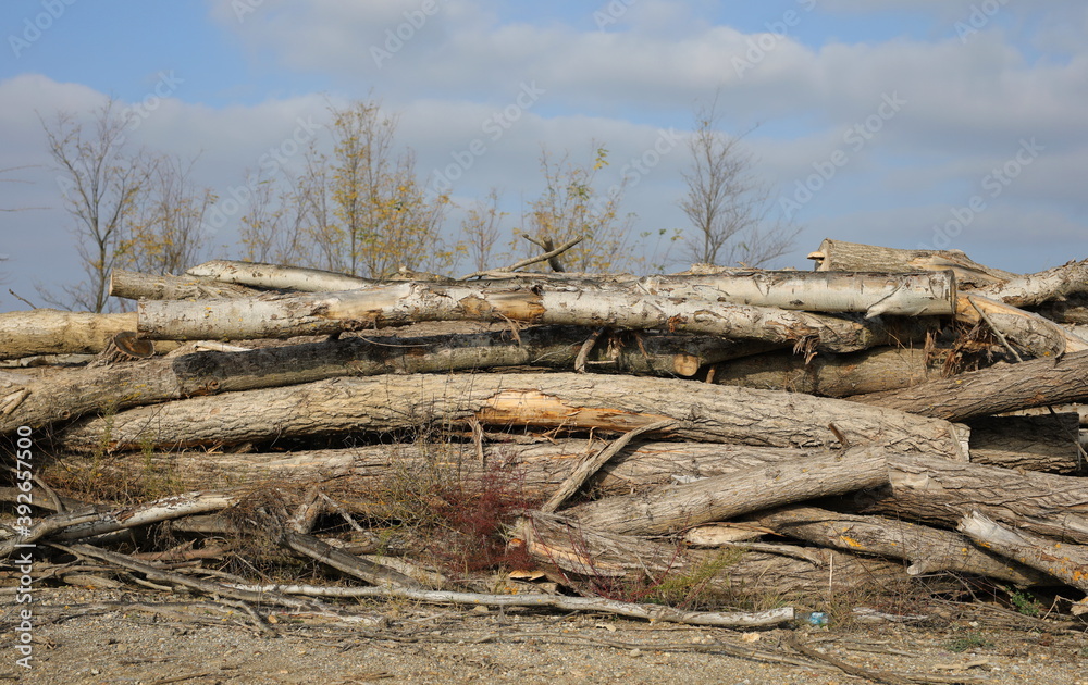 Cut down poplar trees background and landscape Cut down poplar trees background and landscape