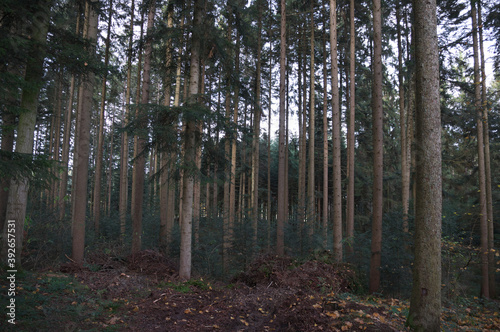 Im Wald 