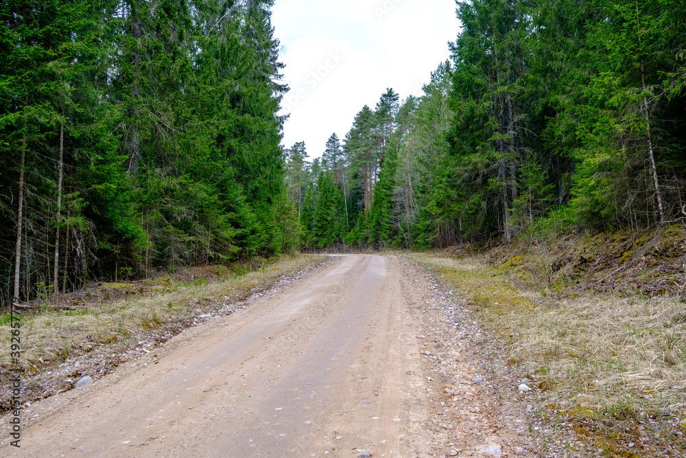 Fototapeta premium countryside dirt road gravel in perspective in summer