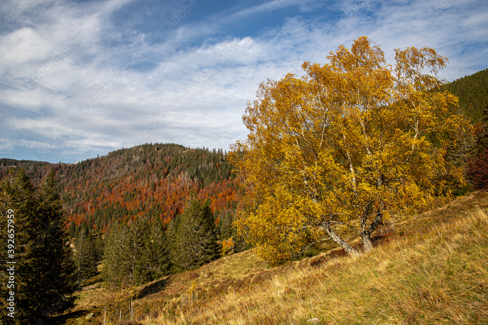 Birke am Menzenschwander Geißenpfad im Herbst Birke am Menzenschwander Geißenpfad im Herbst