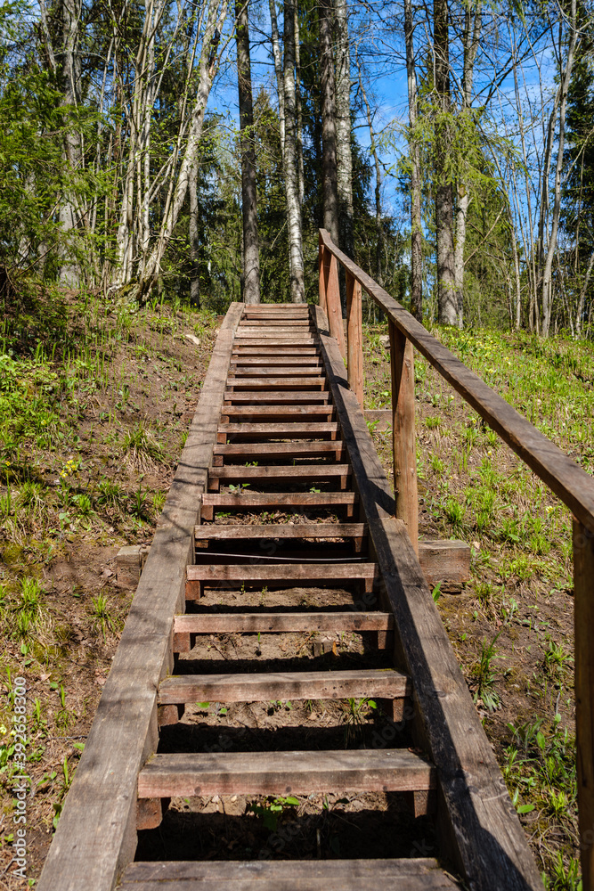 wooden boardwalk trail in green forest