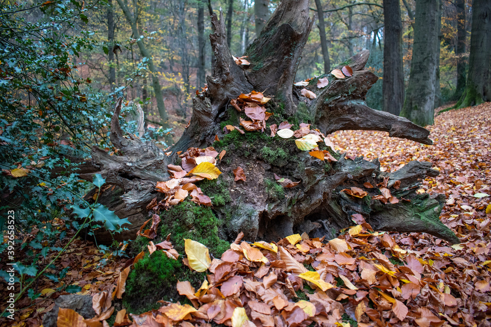 autumn leaves in the forest with tree root autumn leaves in the forest with tree root