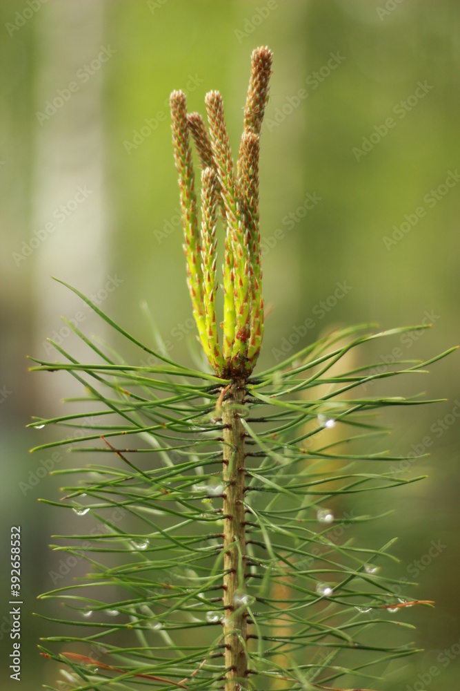 Fototapeta premium close up of cactus on the pine