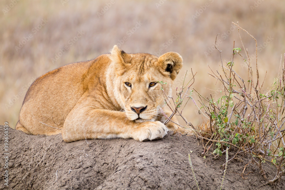 Fototapeta premium Lioness close up. Serengeti National Park, Tanzania, Africa