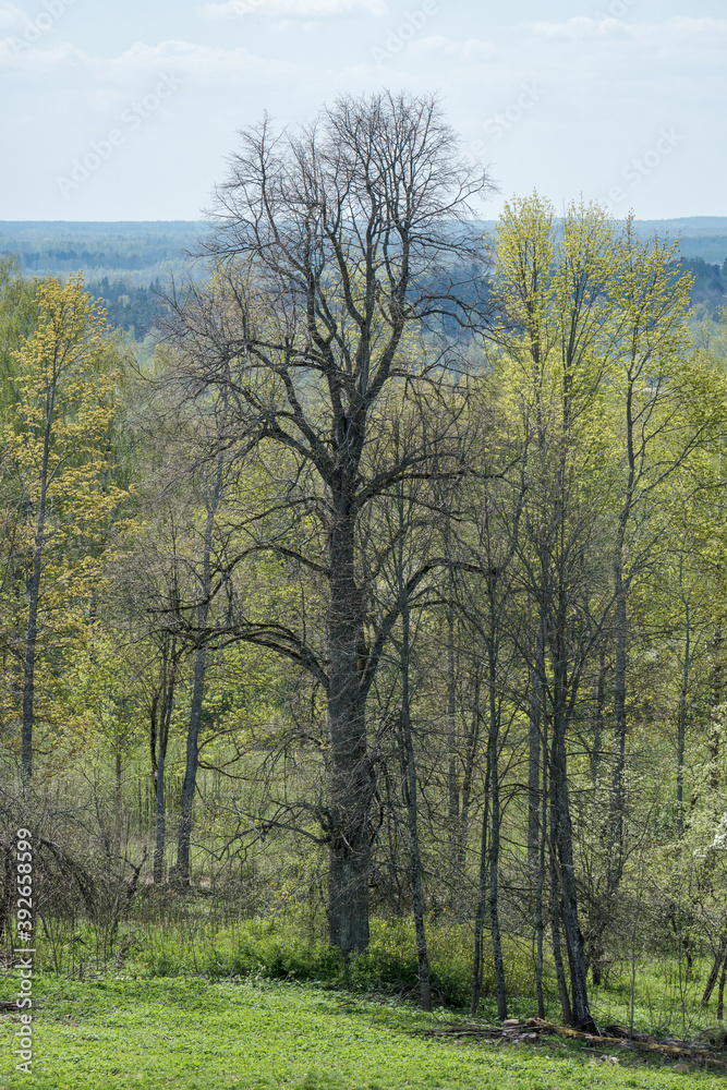 endless forests and fields in hot summer