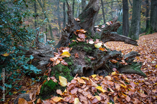 autumn leaves in the forest with tree root
