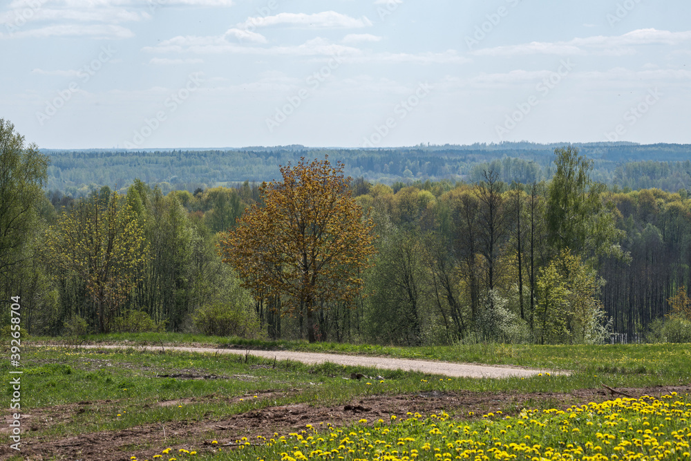 Naklejka premium endless forests and fields in hot summer