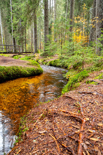 Moorbach im Zauberwald bei Bernau