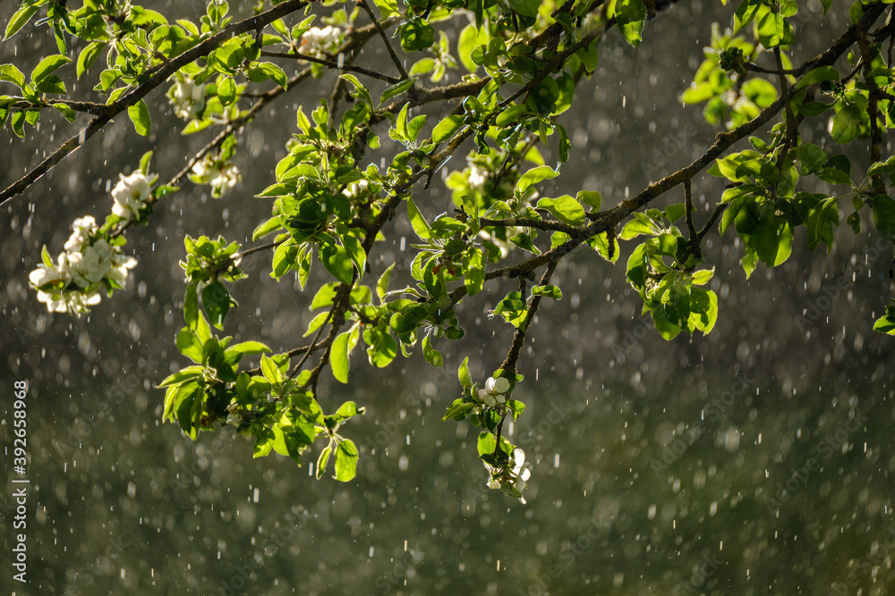 Fototapeta premium sun rays on apple tree leaves in garden with rain in background