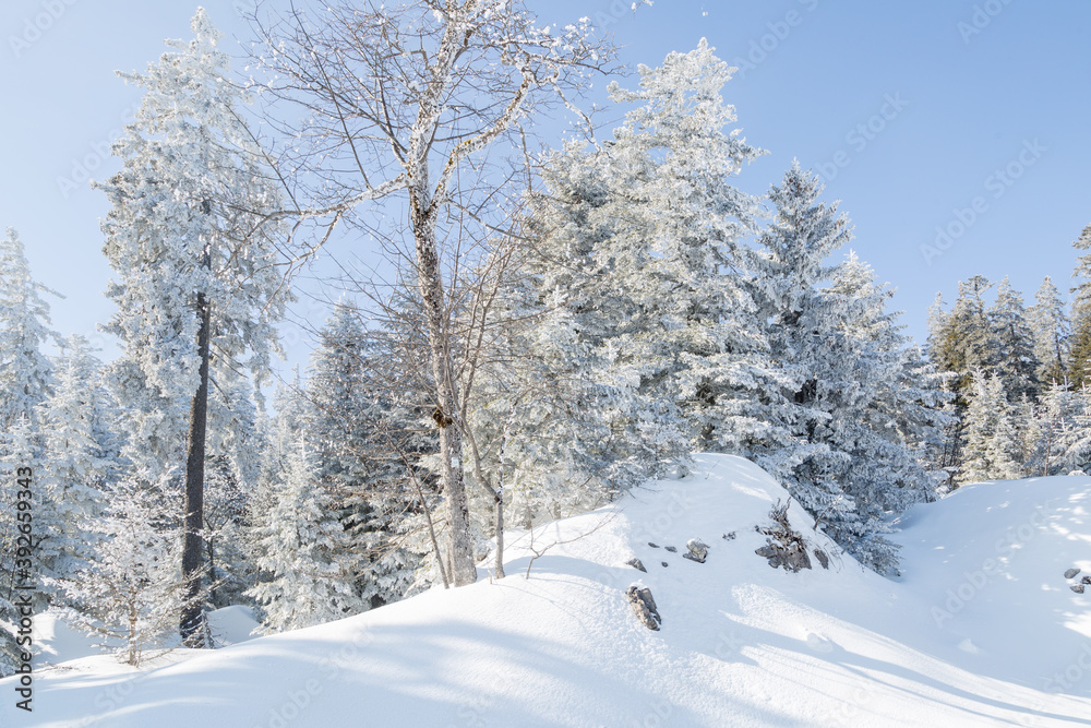 Sapins enneigés dans la forêt à Autrans Sapins enneigés dans la forêt à Autrans
