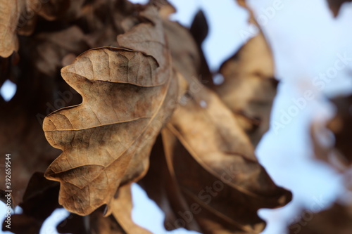 Liście dębu jesienią