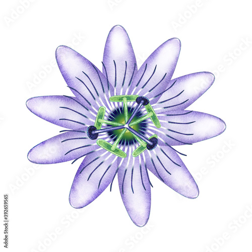 Watercolor passiflora in bloom. Passion flower isolated on white. Hand drawn illustration of purple blossom. Botanical element for packaging  logo  label design.