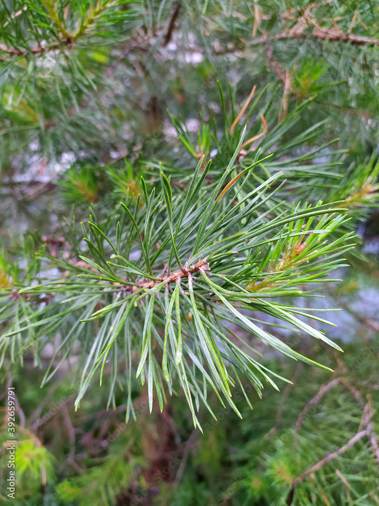 Colorful fresh green young pine branch with a young bud close-up. Colorful fresh green young pine branch with a young bud close-up.