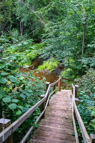 wooden boardwalk trail in green forest