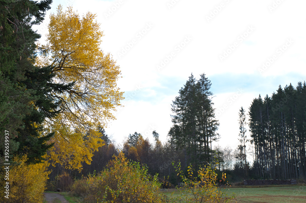 Laub, wald und Wiese im Herbst!