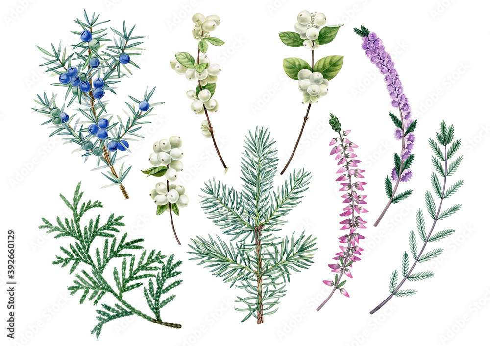 Watercolor hand drawn winter plants. Can be used as print, postcard, invitation, greeting card, postcard, packaging design, textile, sticker, label, tattoo, poster. Watercolor hand drawn winter plants. Can be used as print, postcard, invitation, greeting card, postcard, packaging design, textile, sticker, label, tattoo, poster.