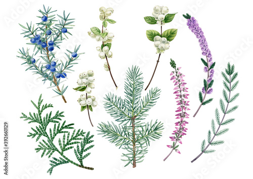 Watercolor hand drawn winter plants. Can be used as print, postcard, invitation, greeting card, postcard, packaging design, textile, sticker, label, tattoo, poster.
