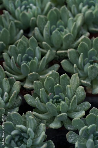 Close up of agave succulent plants, easy care indoor house plant. Abstract green plants background