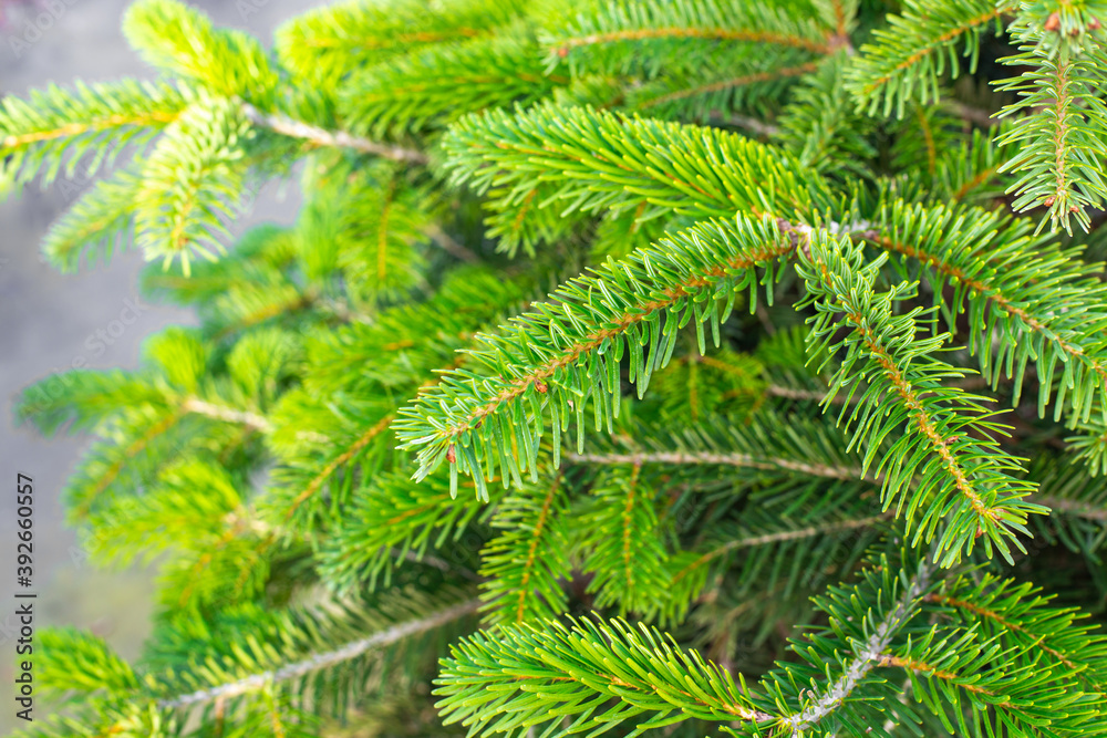 beautiful green spruce branch, natural festive background, soft focus beautiful green spruce branch, natural festive background, soft focus