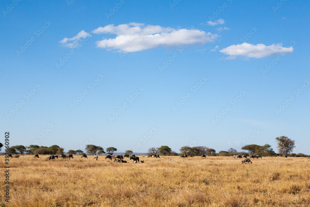 Tarangire National Park panorama, Tanzania, Africa