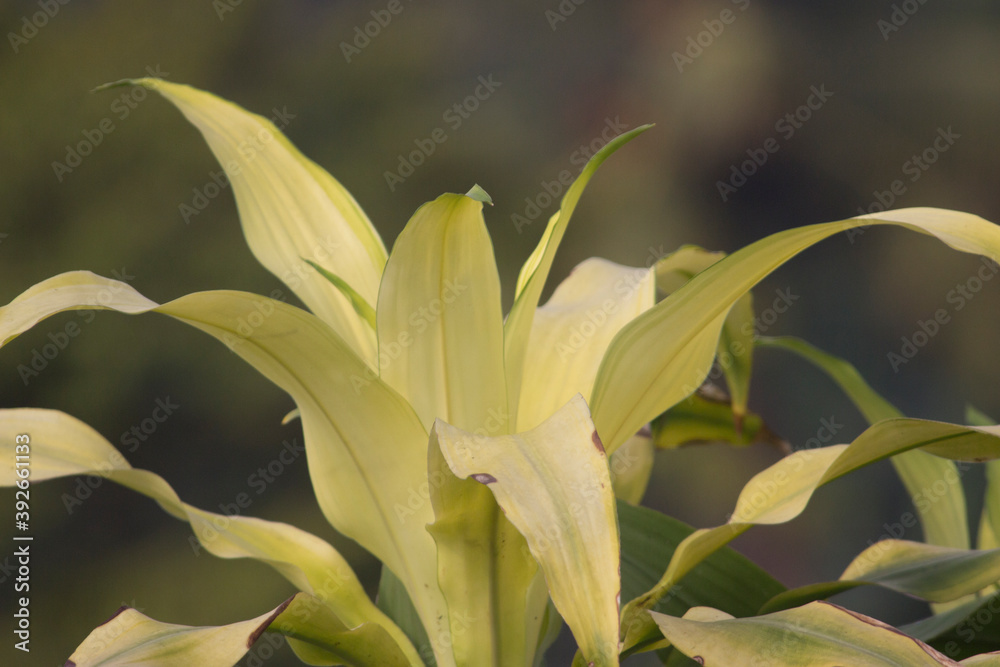 Obraz premium yellow leaves