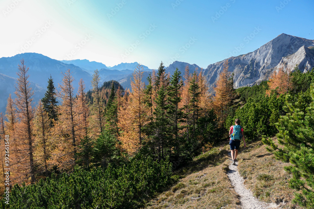A woman with big backpack hiking through the colorful forest in Hochschwab region in Austrian Alps. The trees are turning golden. Endless mountain chains. Idyllic landscape. Freedom and wilderness