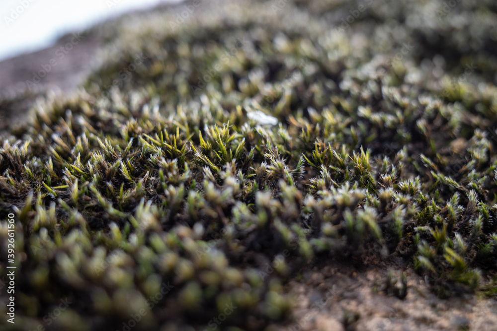 green moss on the stone green moss on the stone