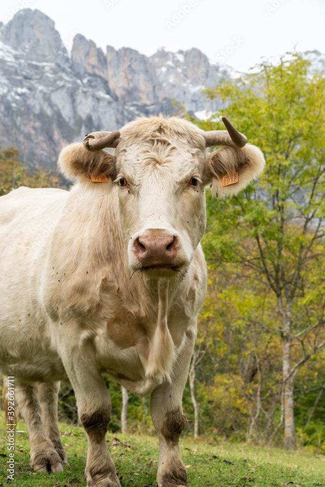 White cow in nature landscape with mountain in the background