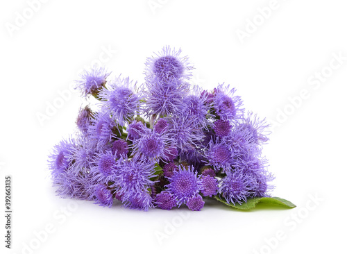 Ageratum blue with leaf.