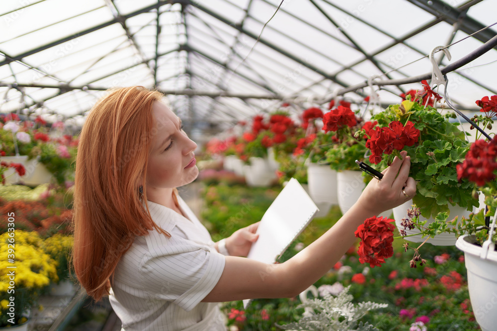 Smart greenhouse control. Female worker inspects red flowers and note data at daylight
