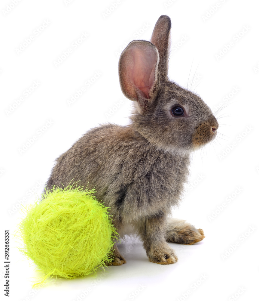 Fototapeta premium Rabbit and ball of thread.