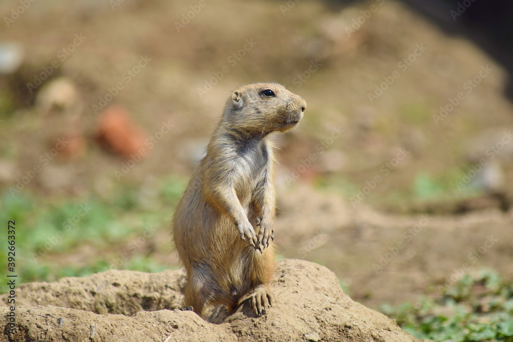 Watchful Black Tailed Prairie Dog Rodent Watchful Black Tailed Prairie Dog Rodent
