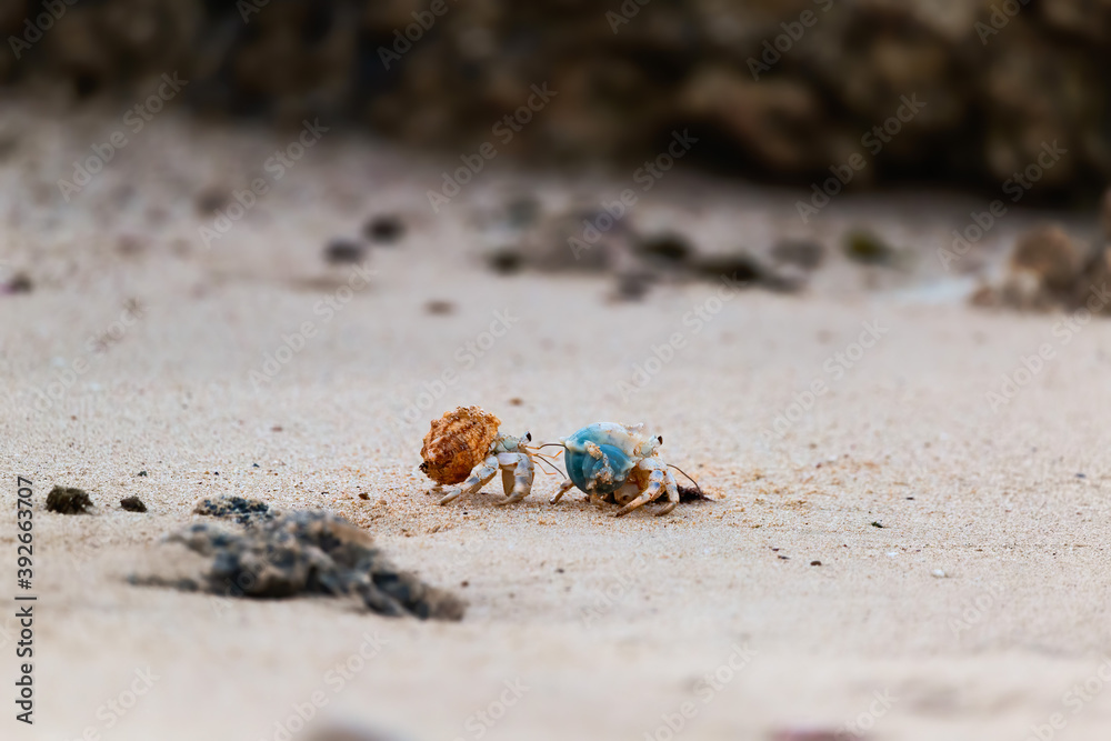 Two Hermit crabs put on their shells and walk across the beach sand.