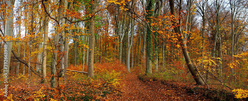 Meiengrund Buchenwald