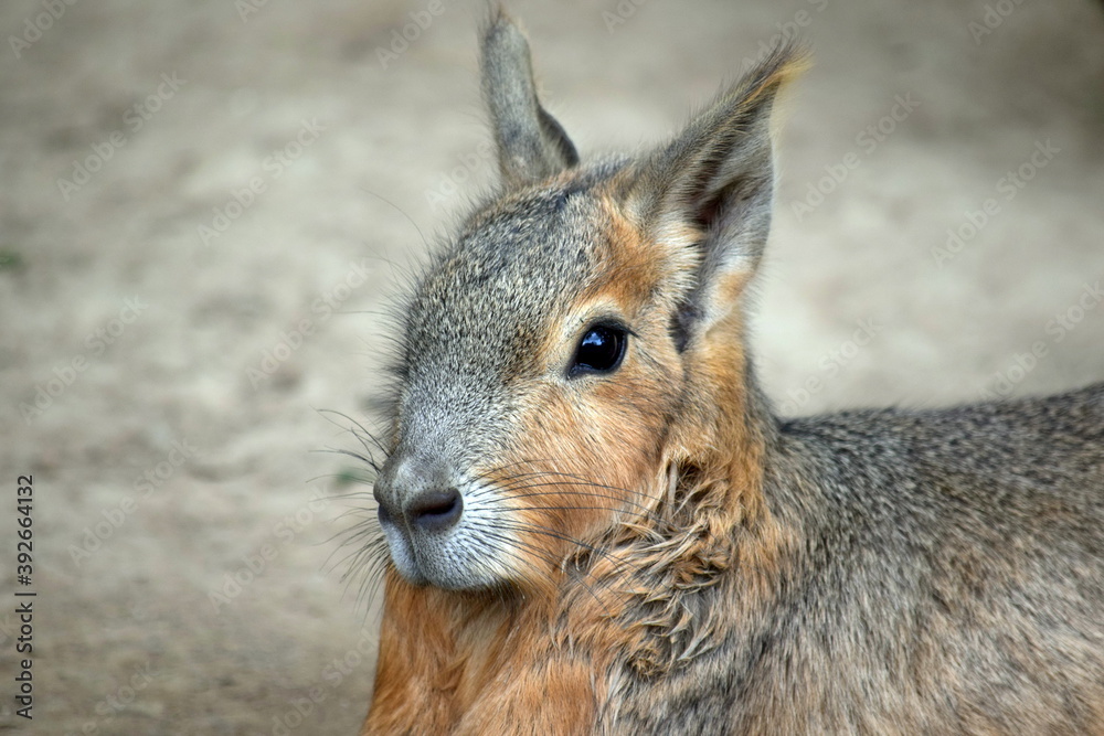 Fototapeta premium Portrait of Exotic Hare Dolichotis Patagonum Head Close Up
