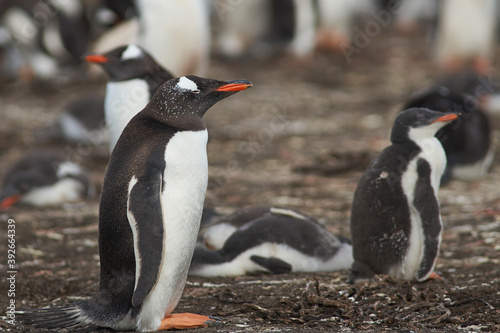 Colony of Gentoo Penguins (Pygoscelis papua) with chicks on Bleaker Island in the Falkland Islands