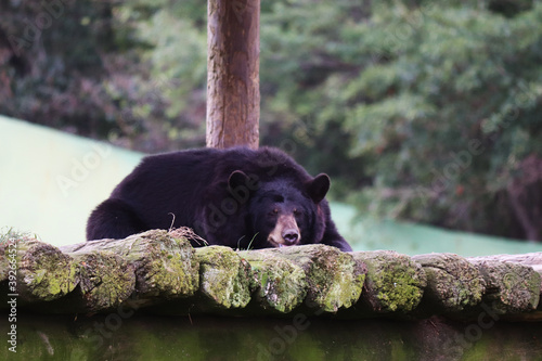 Sleepy Bear photo