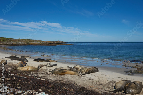 Southern Elephant Seals (Mirounga leonina) on the coast of Carcass Island in the Falkland Islands.