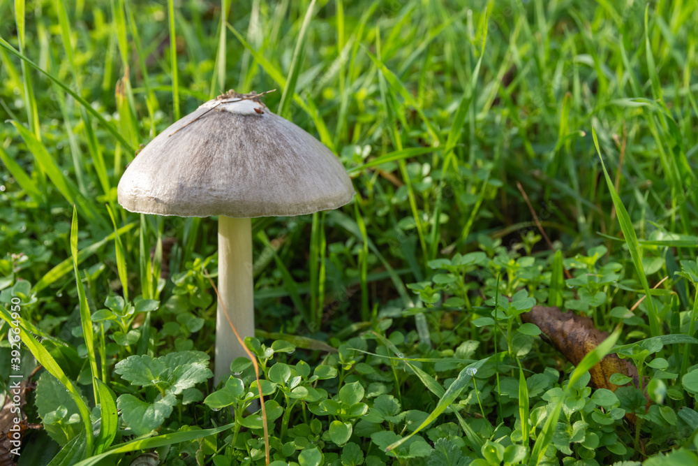 a meadow mushroom in autumn a meadow mushroom in autumn