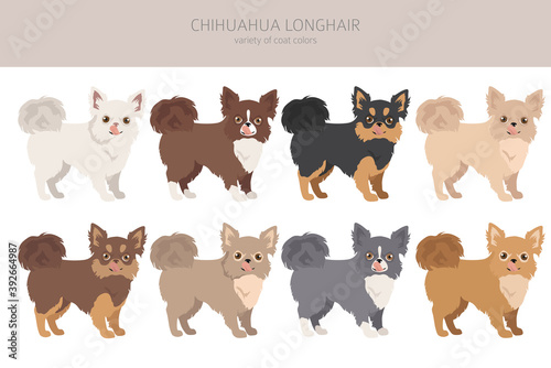 Chihuahua dogs different coat colors. Chihuahuas characters set