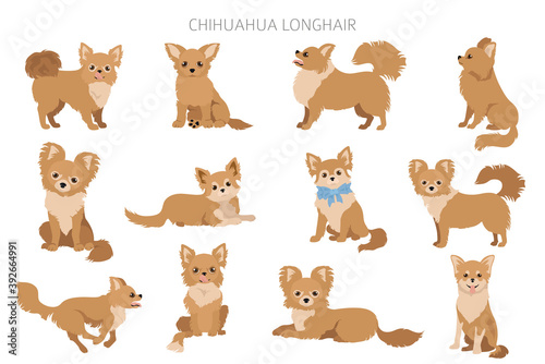 Chihuahua dogs in different poses. Adult and puppy set