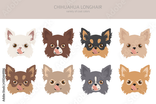 Chihuahua dogs different coat colors. Chihuahuas characters set