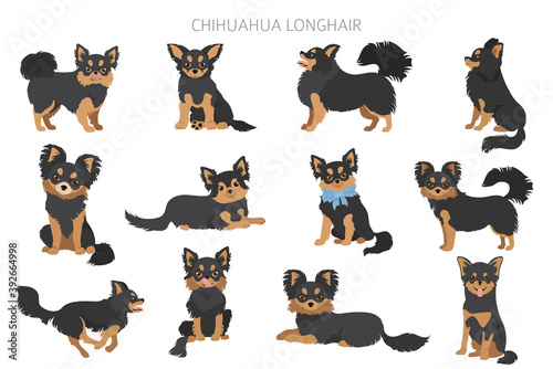 Chihuahua dogs  in different poses. Adult and puppy set